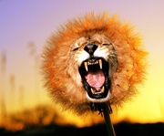 услуги Adobe Photoshop CS5